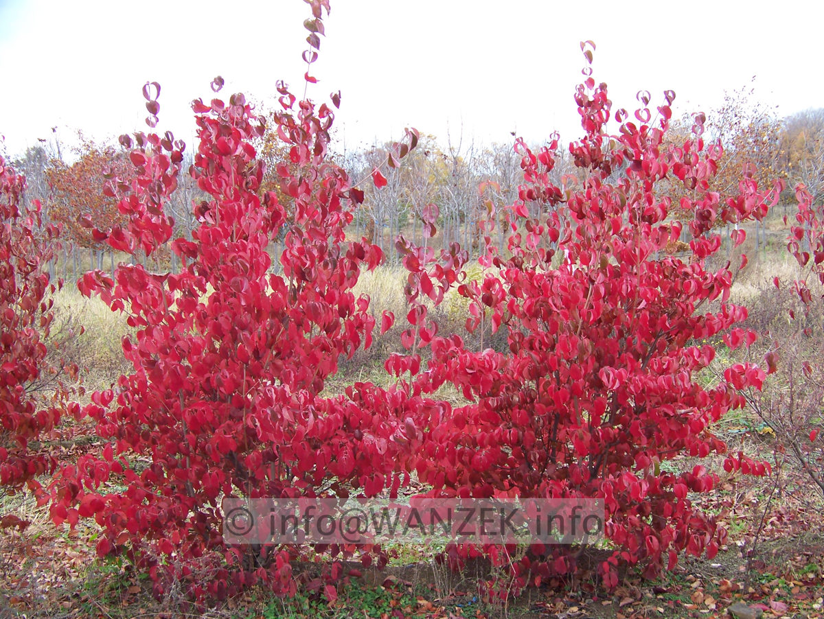 Cornus kousa - Herbst.jpg
